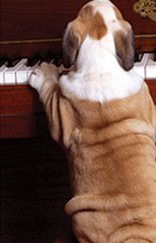 PIANO playing dog in Atlanta