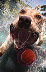 WATER Fetch for Atlanta Dogs