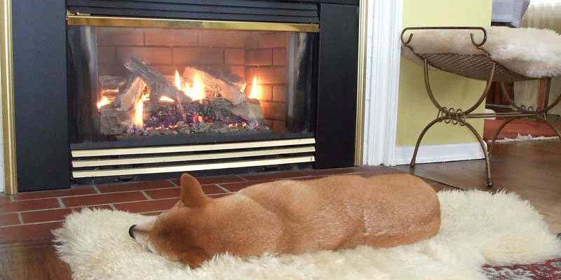 dog sleeps by the fire