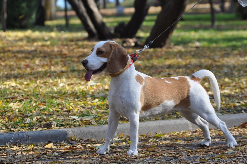 atlanta dog walker in park
