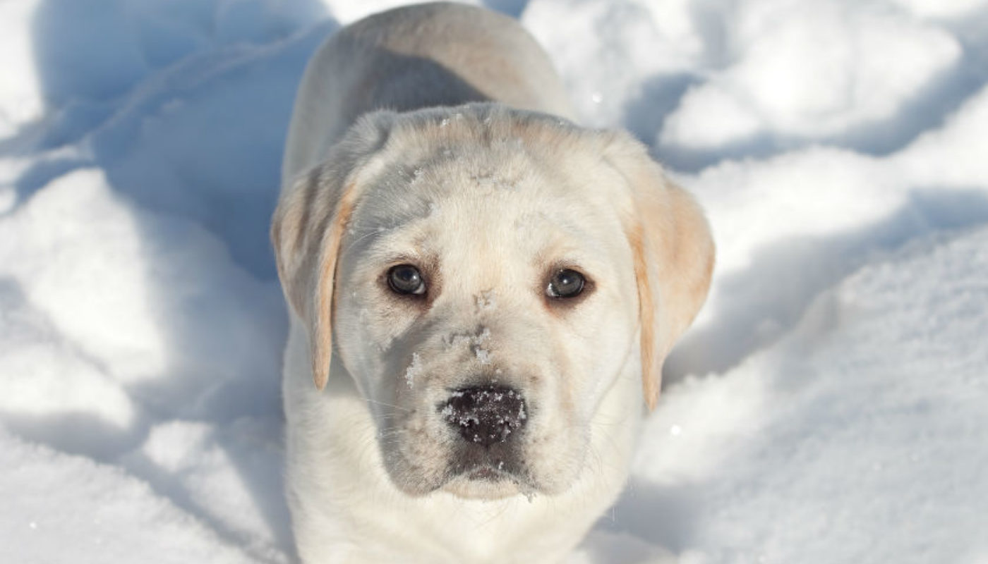 Top 5 Pet Safety Tips for Winter