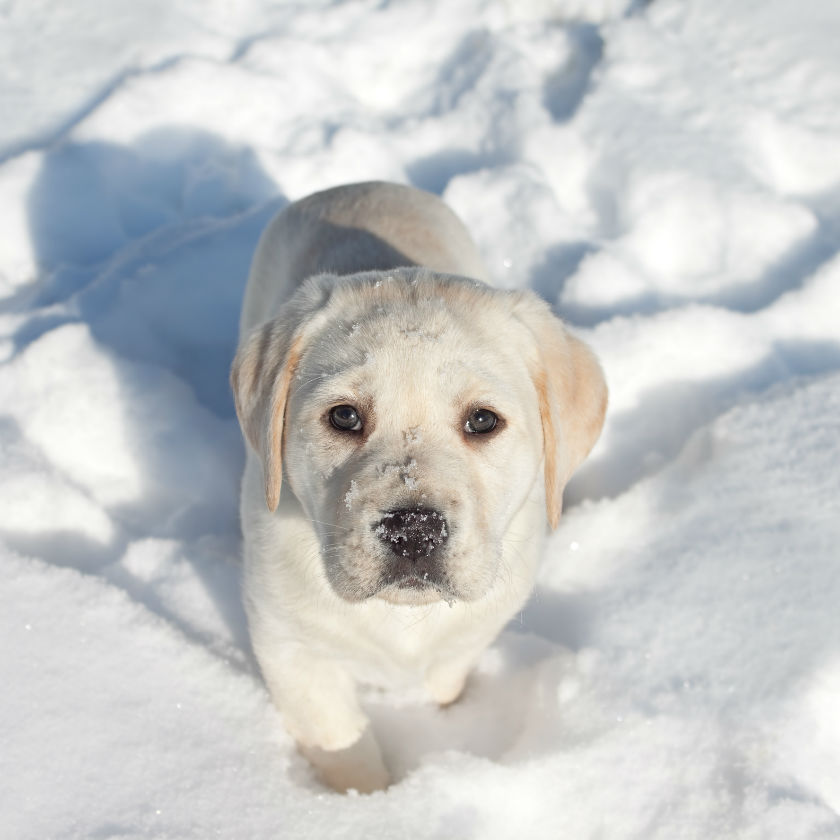 pet safety in winter