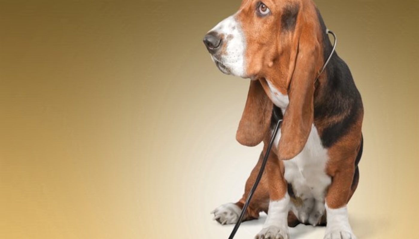 4 Ways Atlanta Dog Walkers Can Make Your Pet Healthier