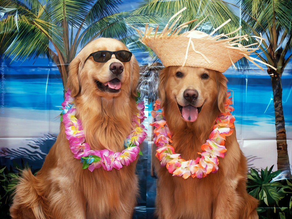 Dogs on Vacation