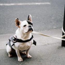 dog tied to pole