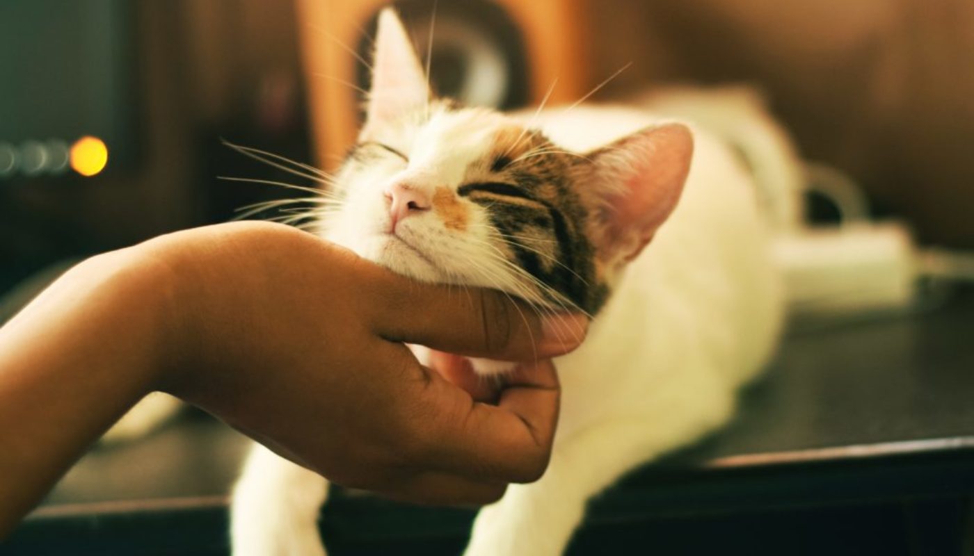 The Complicated Truth About a Cat’s Purr