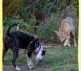 What to Do if You See a Coyote