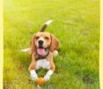 Active Dogs + Atlanta Summers = Potential for Heatstroke!