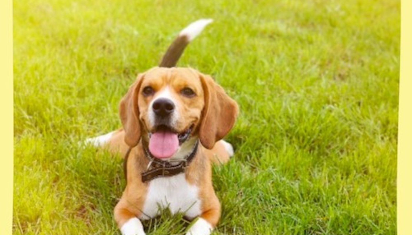 Active Dogs + Atlanta Summers = Potential for Heatstroke!