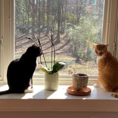 Cats in window