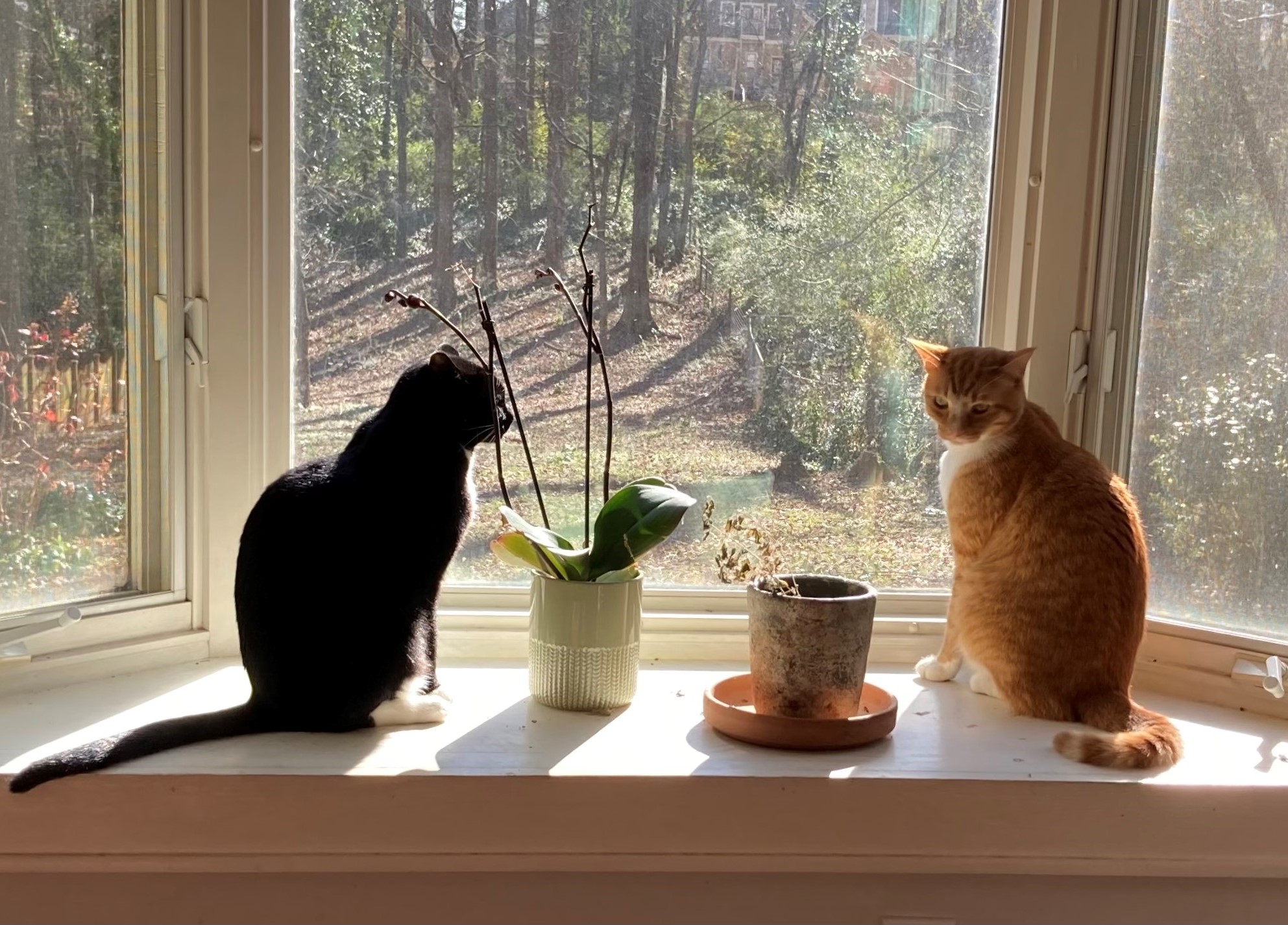 Cats in window